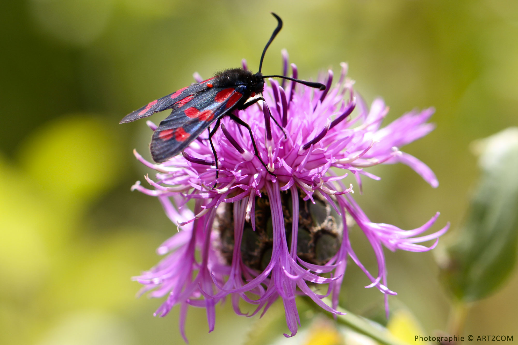 Papillon