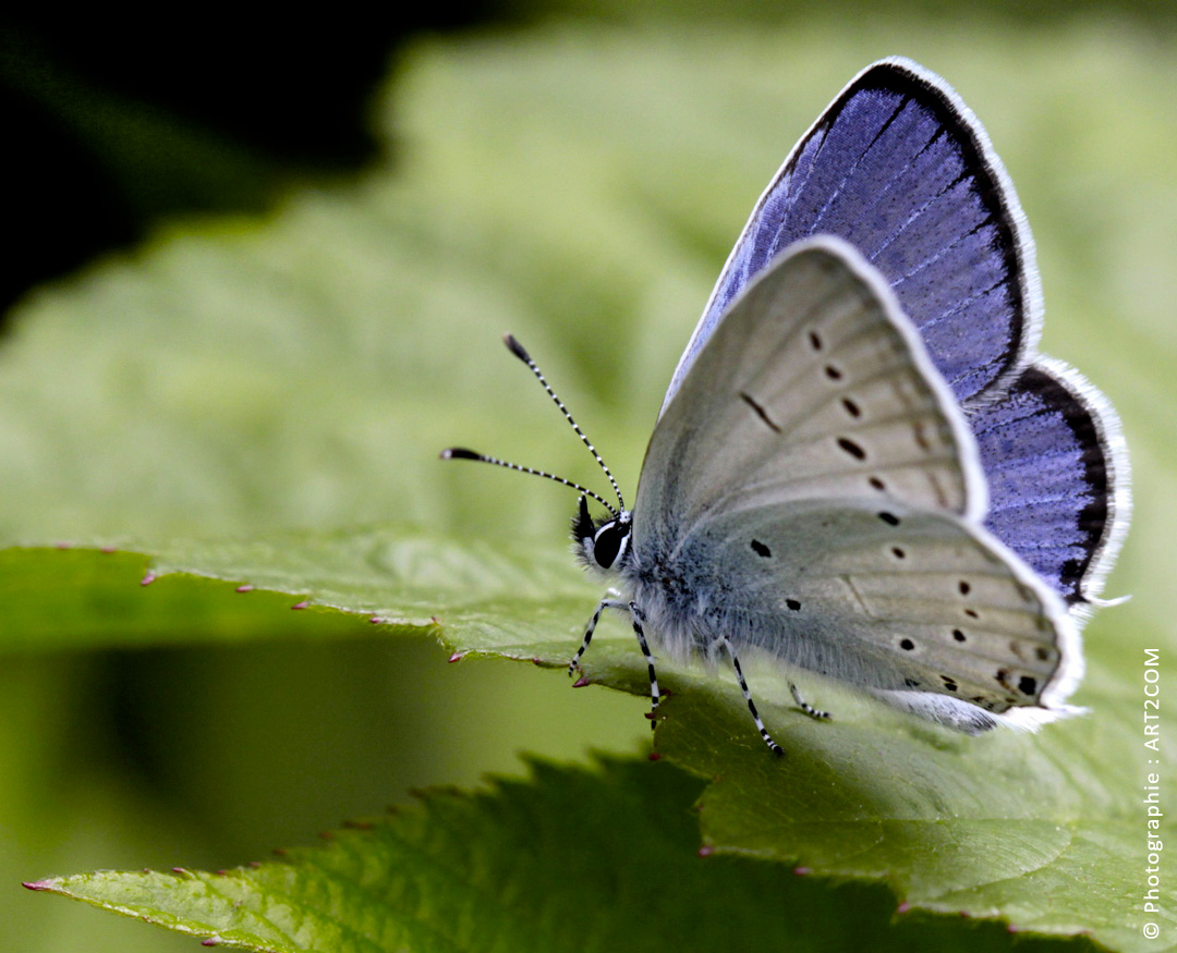 Papillon